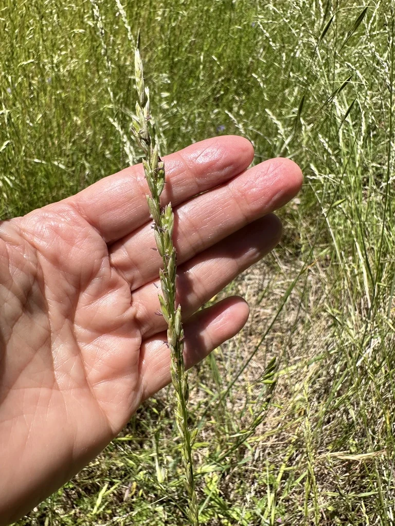 Melica Californica