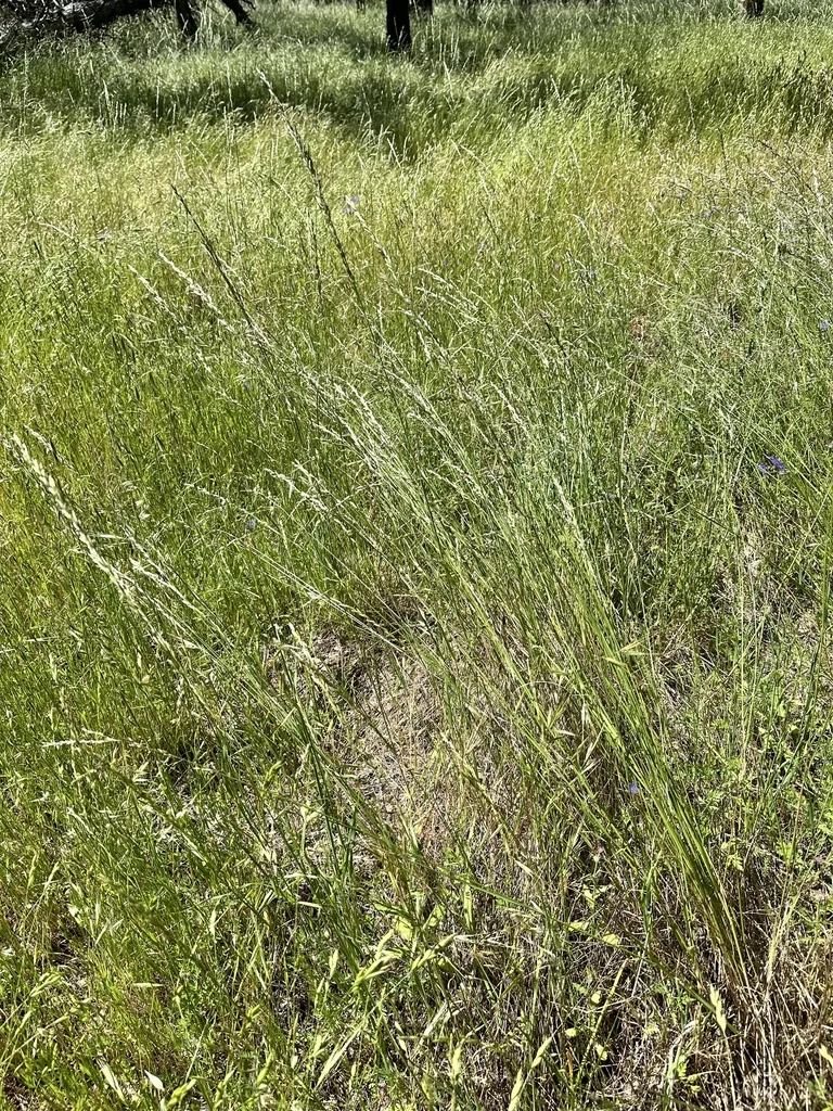 Melica Californica