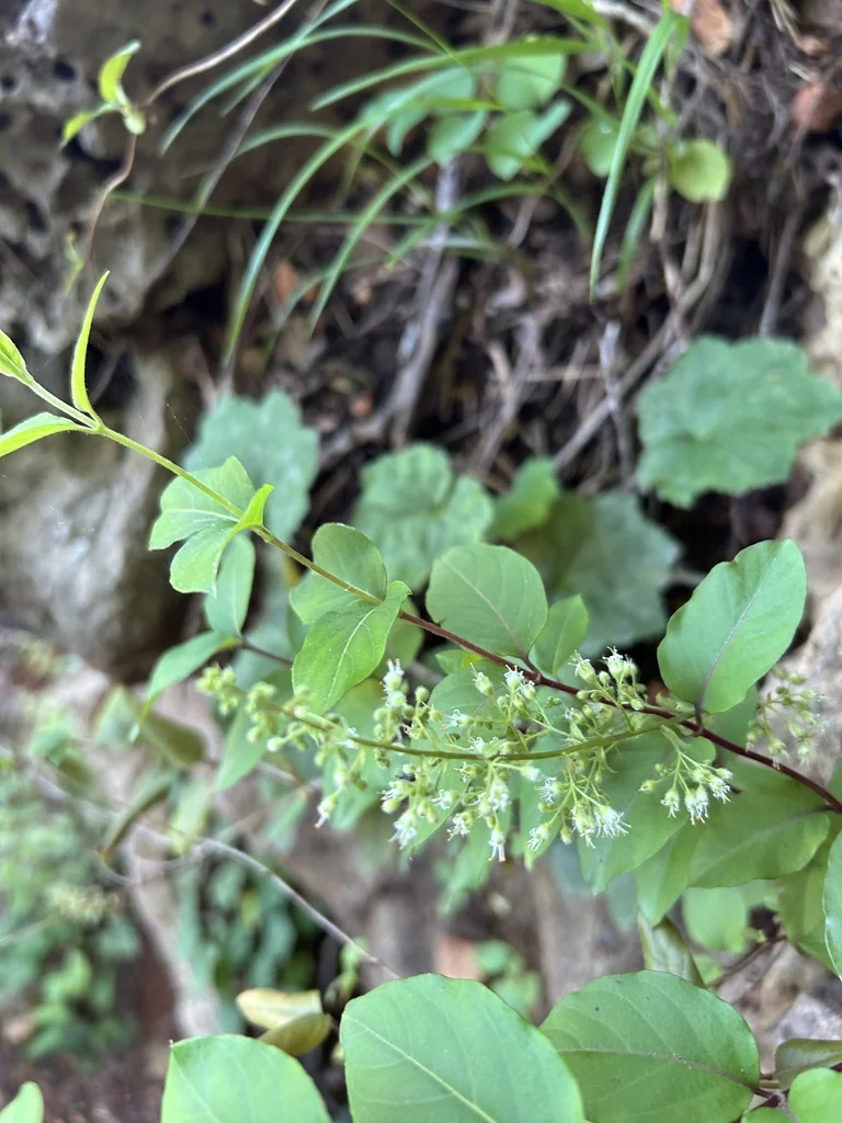 Heuchera Villosa