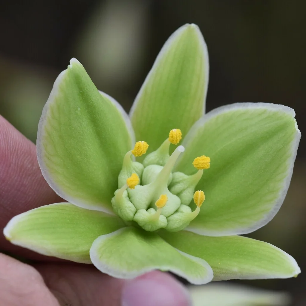 Furcraea Foetida