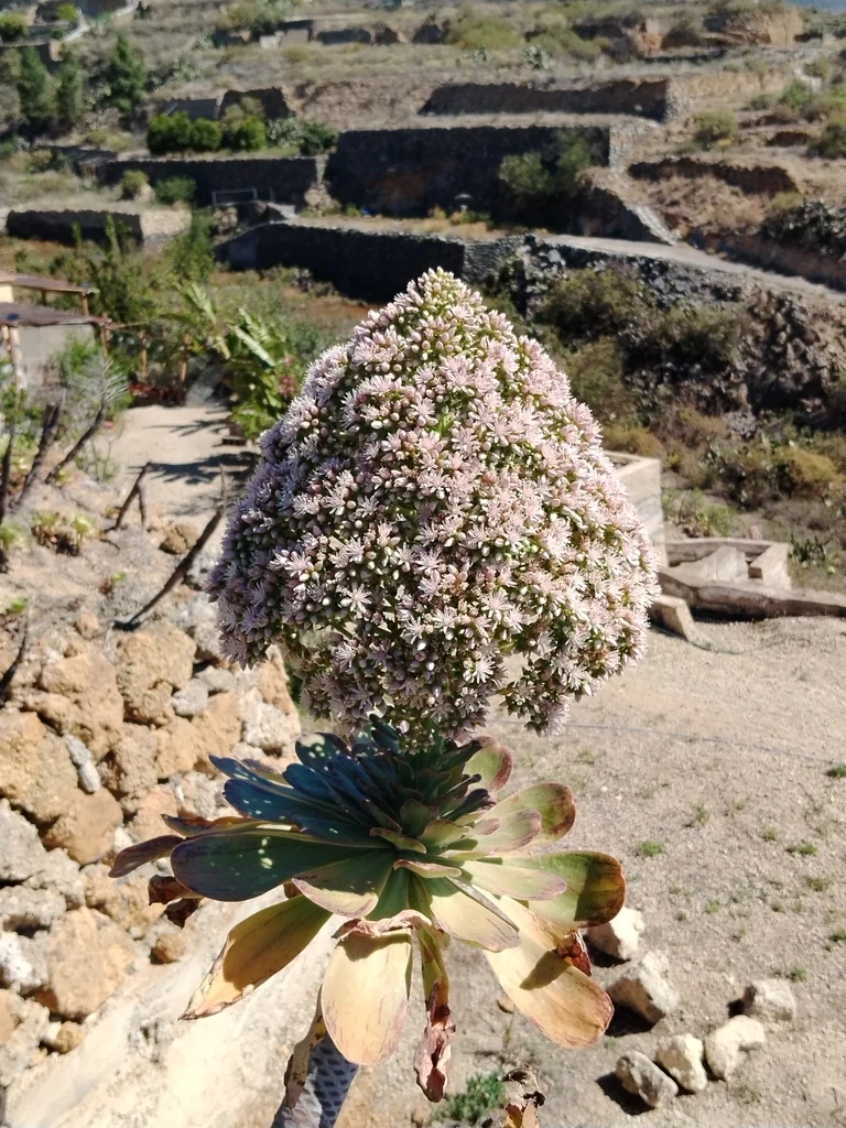 Aeonium Urbicum
