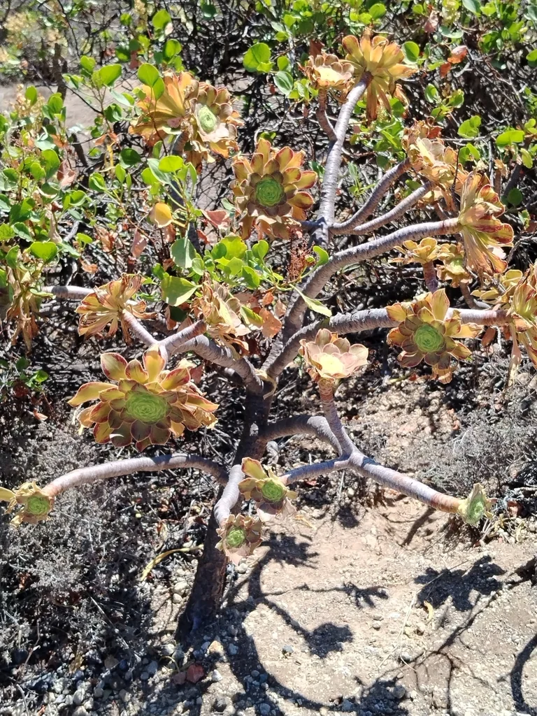 Aeonium Arboreum