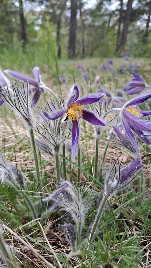 Pulsatilla Vulgaris