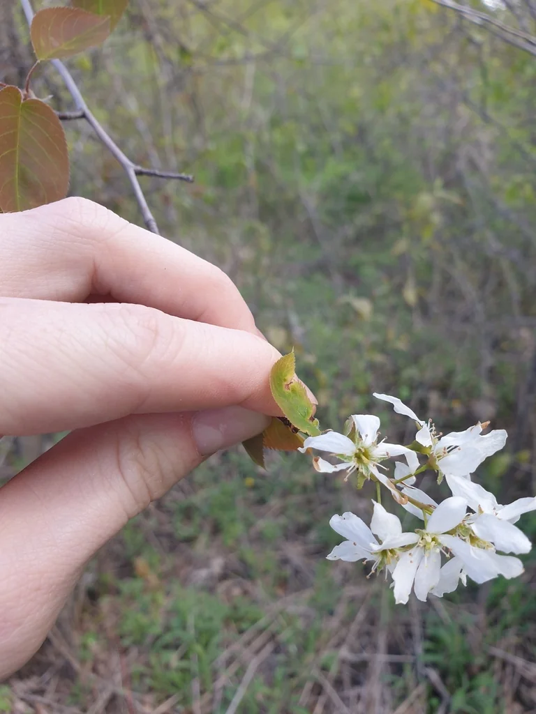 Amelanchier Laevis