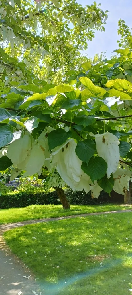 Davidia Involucrata