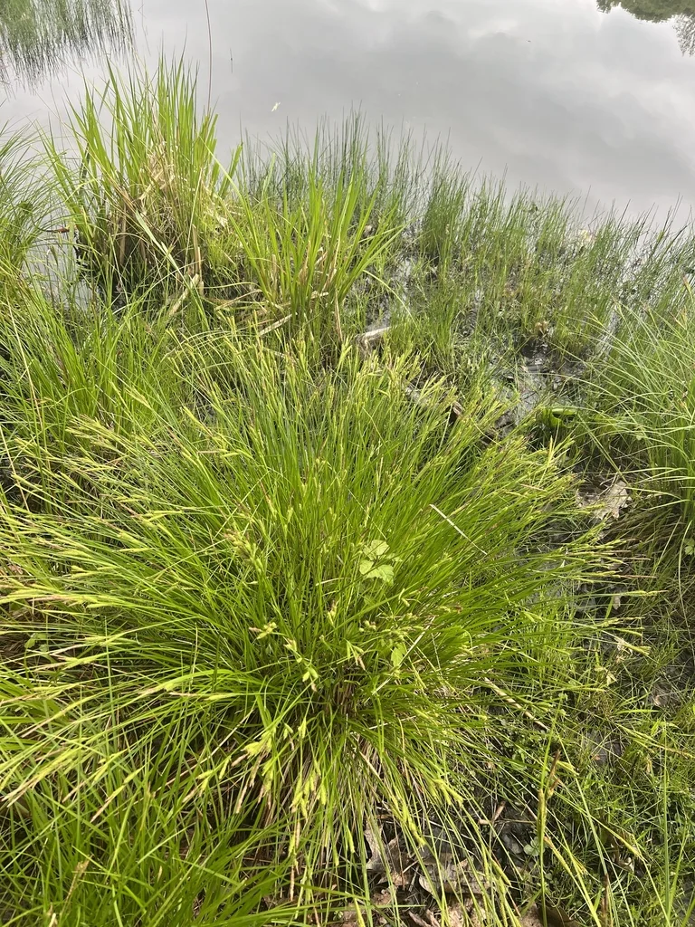 Carex Stricta
