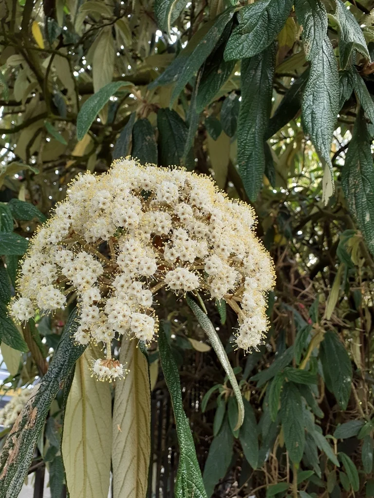 Viburnum Rhytidophyllum
