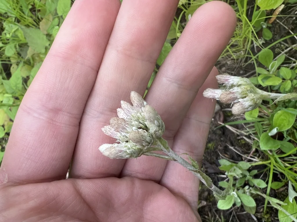 Antennaria Plantaginifolia