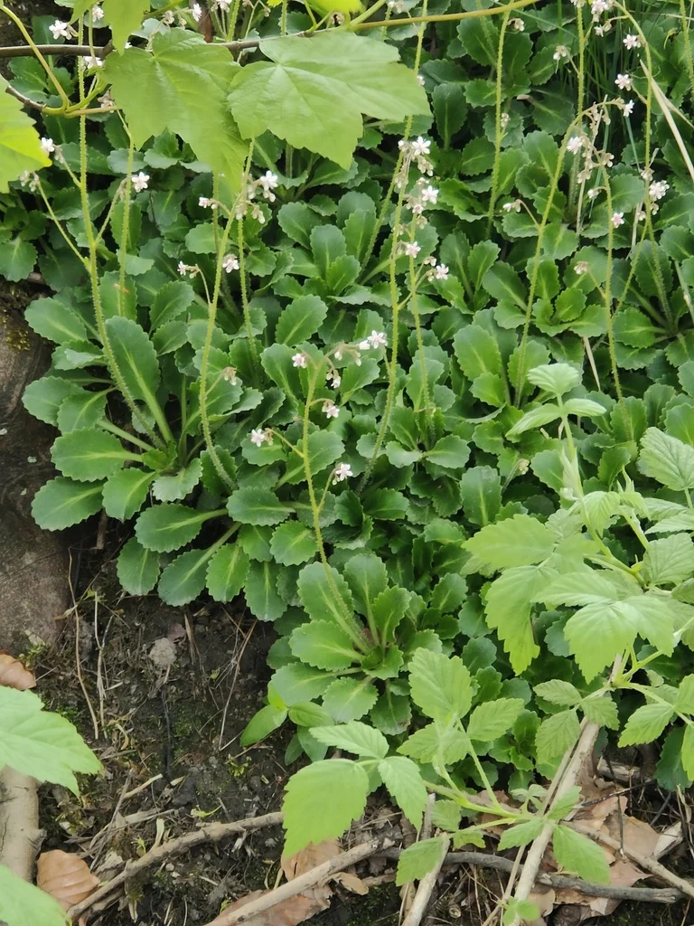 Saxifraga X Urbium