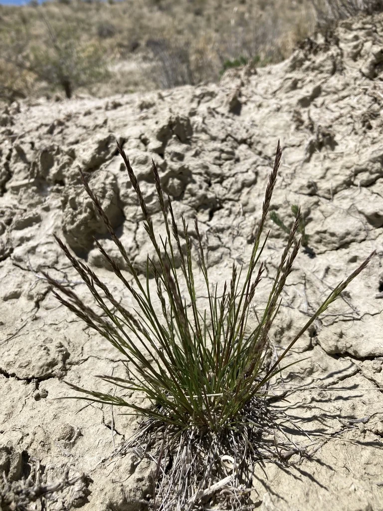 Poa Secunda