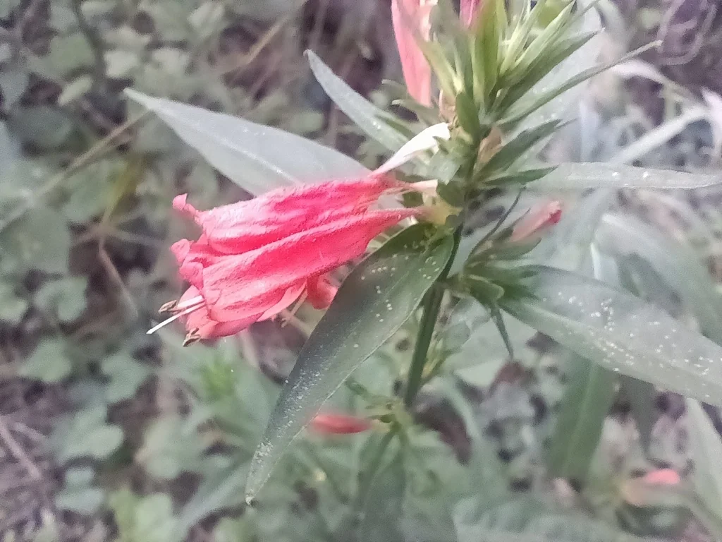 Dicliptera Suberecta
