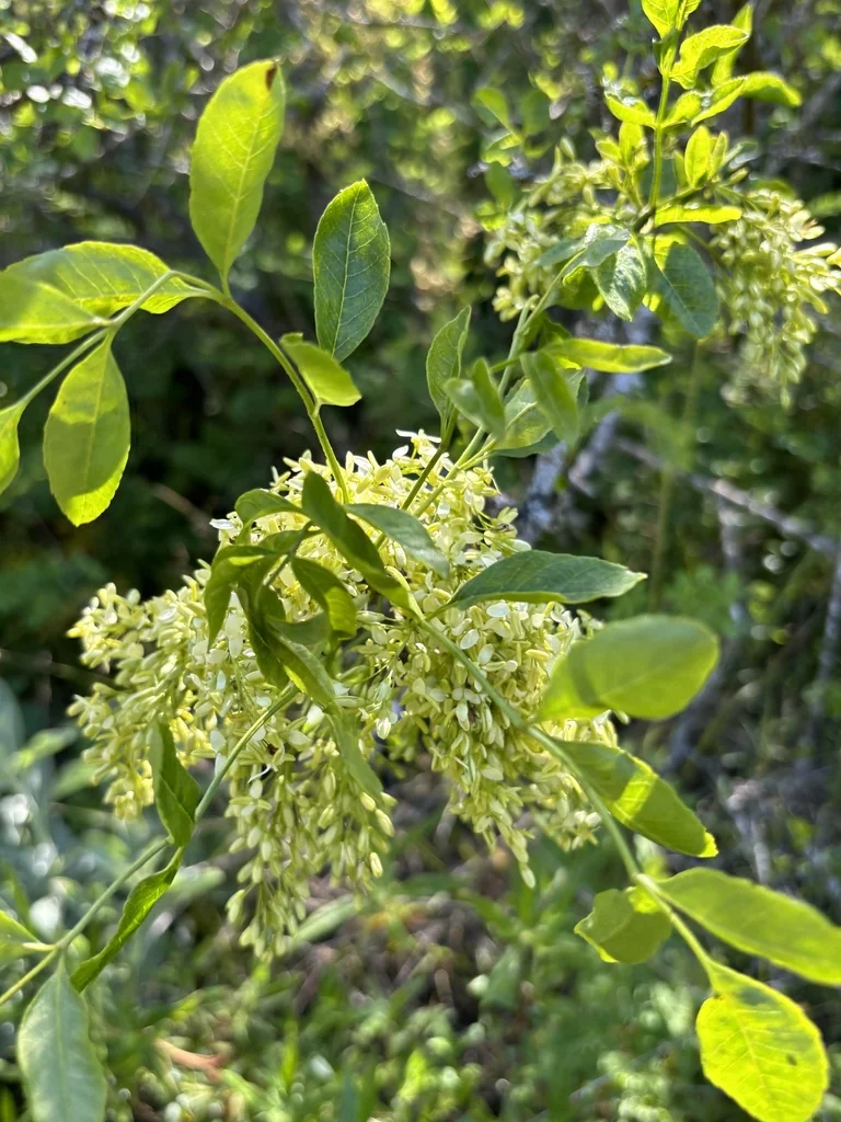 Fraxinus Dipetala
