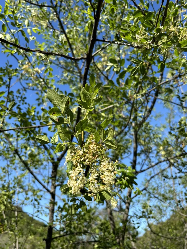 Fraxinus Dipetala