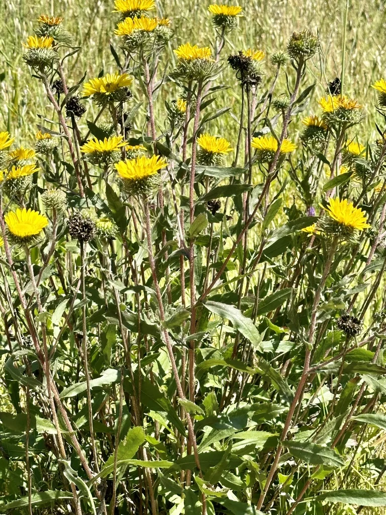 Grindelia Hirsutula