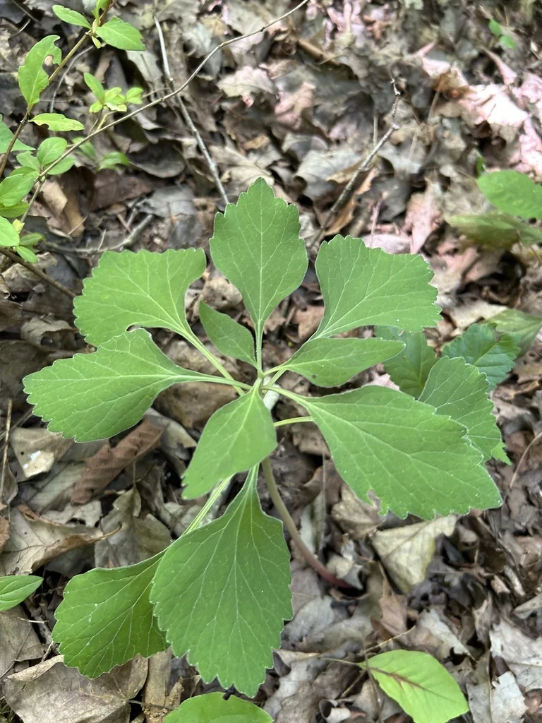 Pachysandra Procumbens