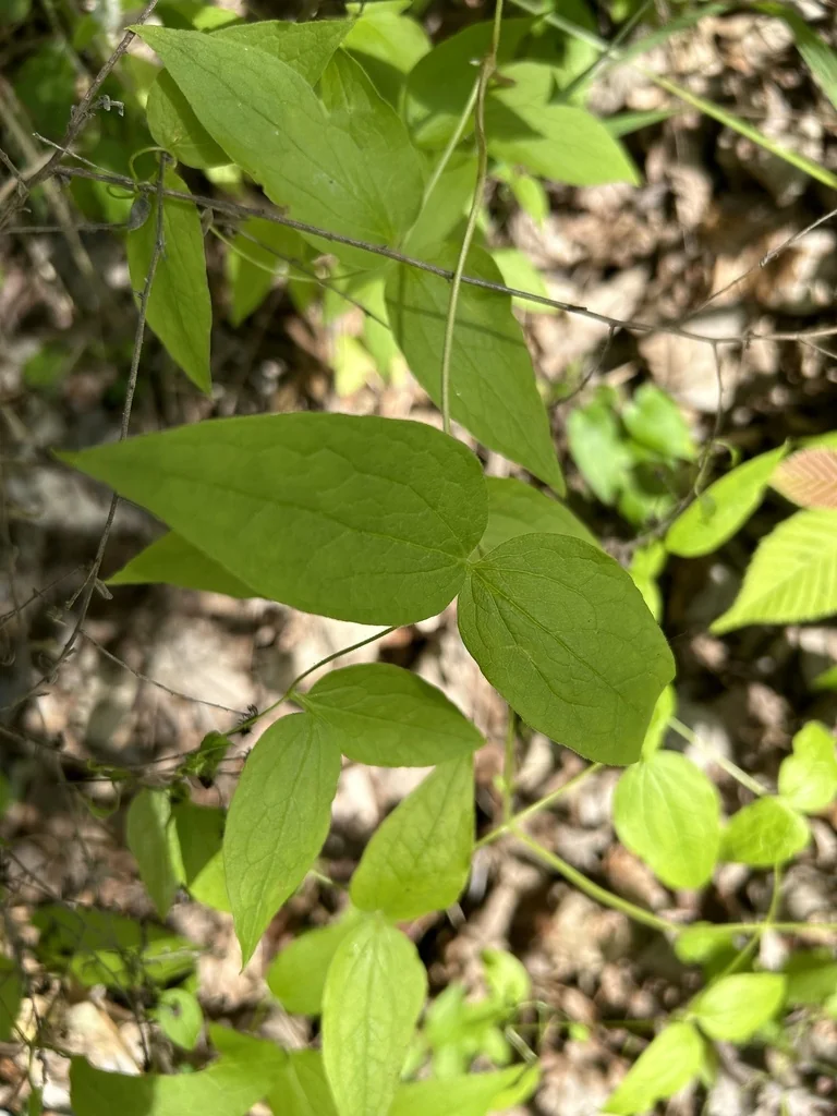 Clematis Viorna