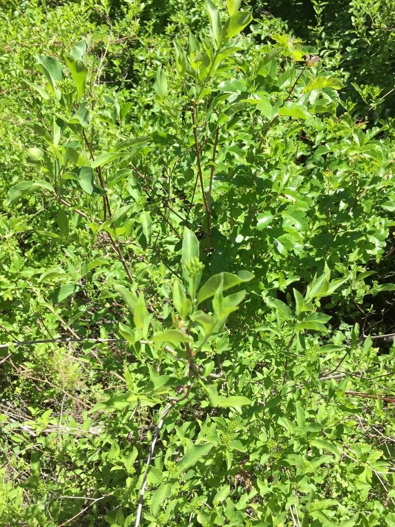 Cornus Glabrata
