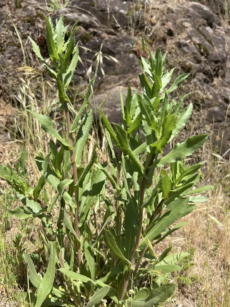 Grindelia Integrifolia