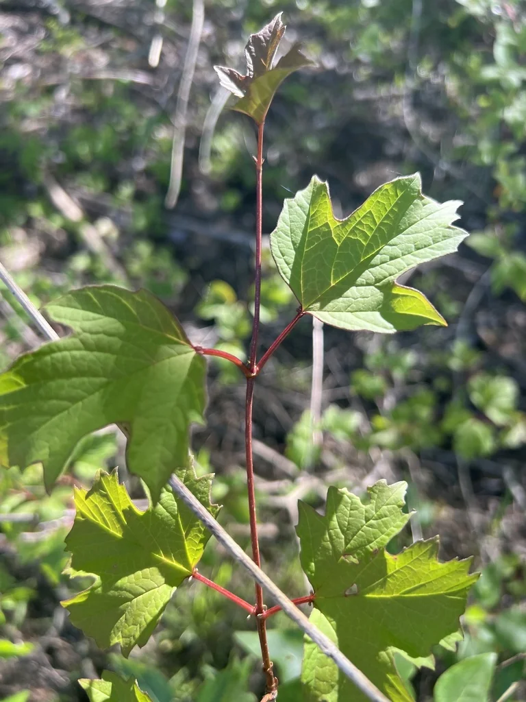 Viburnum Opulus Var. Americanum