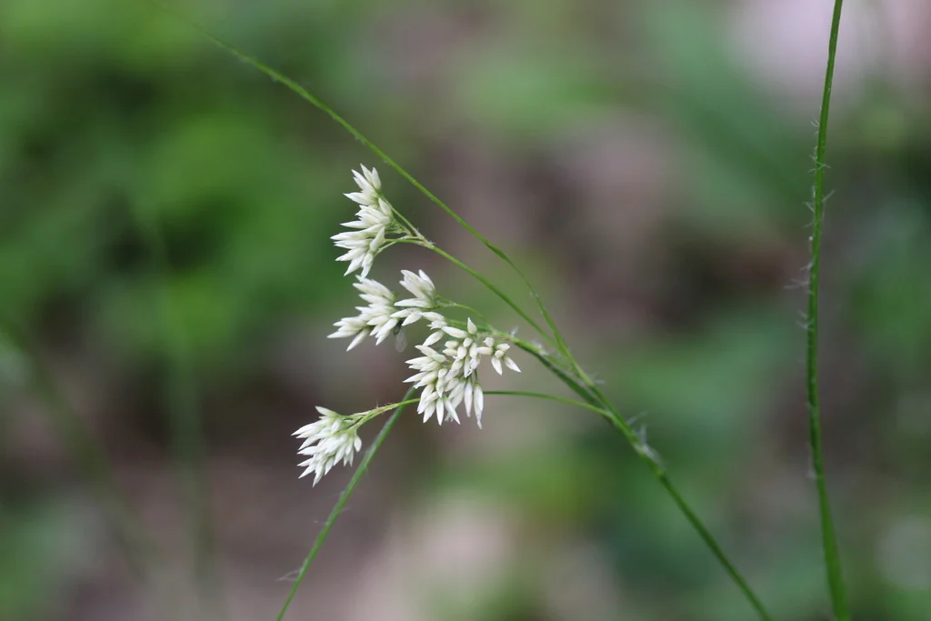 Luzula Nivea