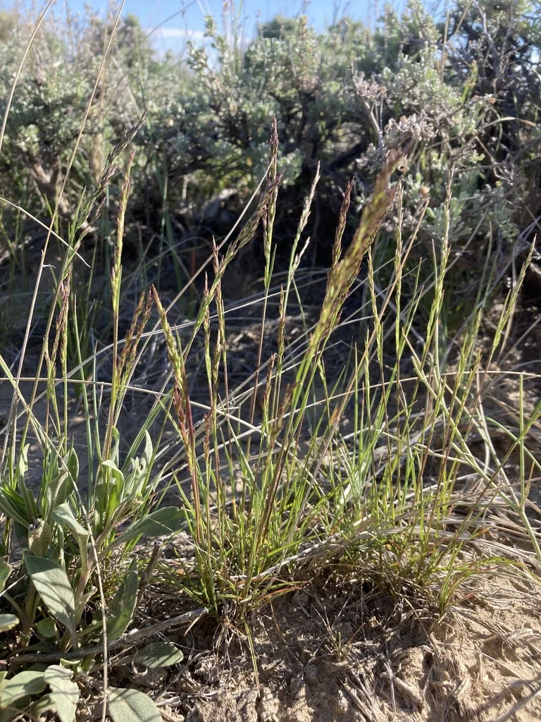 Poa Secunda