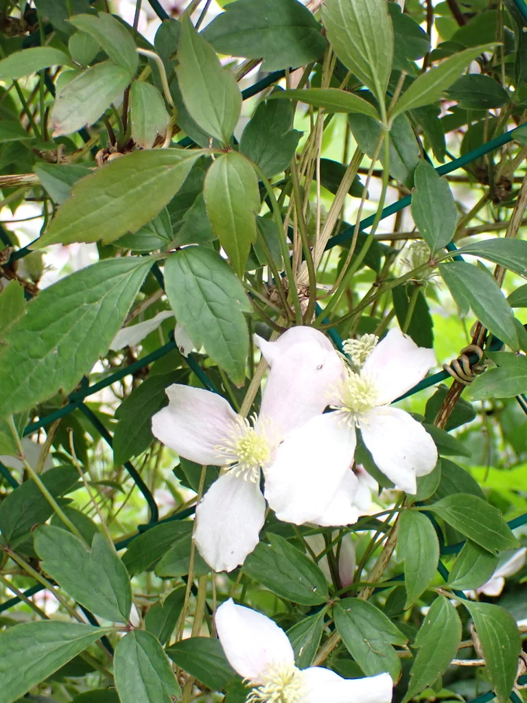 Clematis Montana