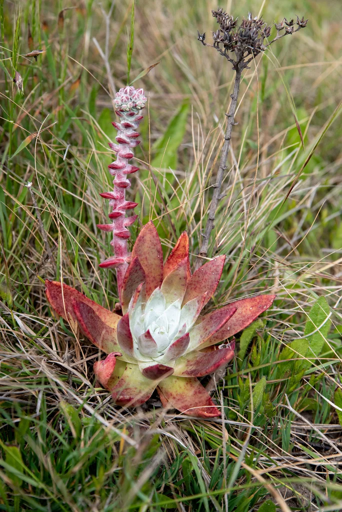 Dudleya Palmeri