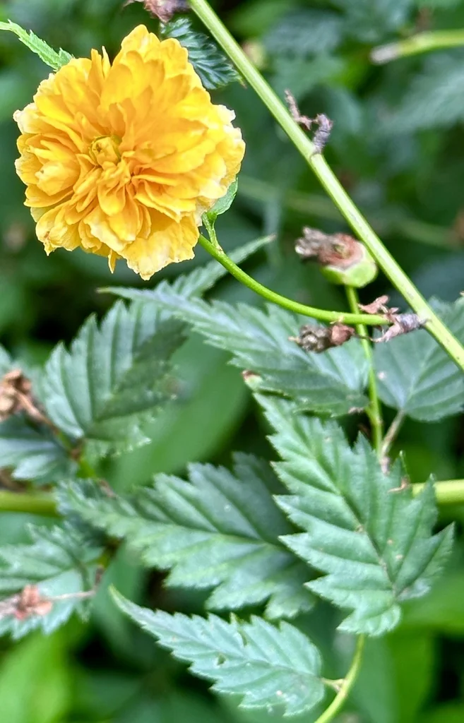 Kerria Japonica