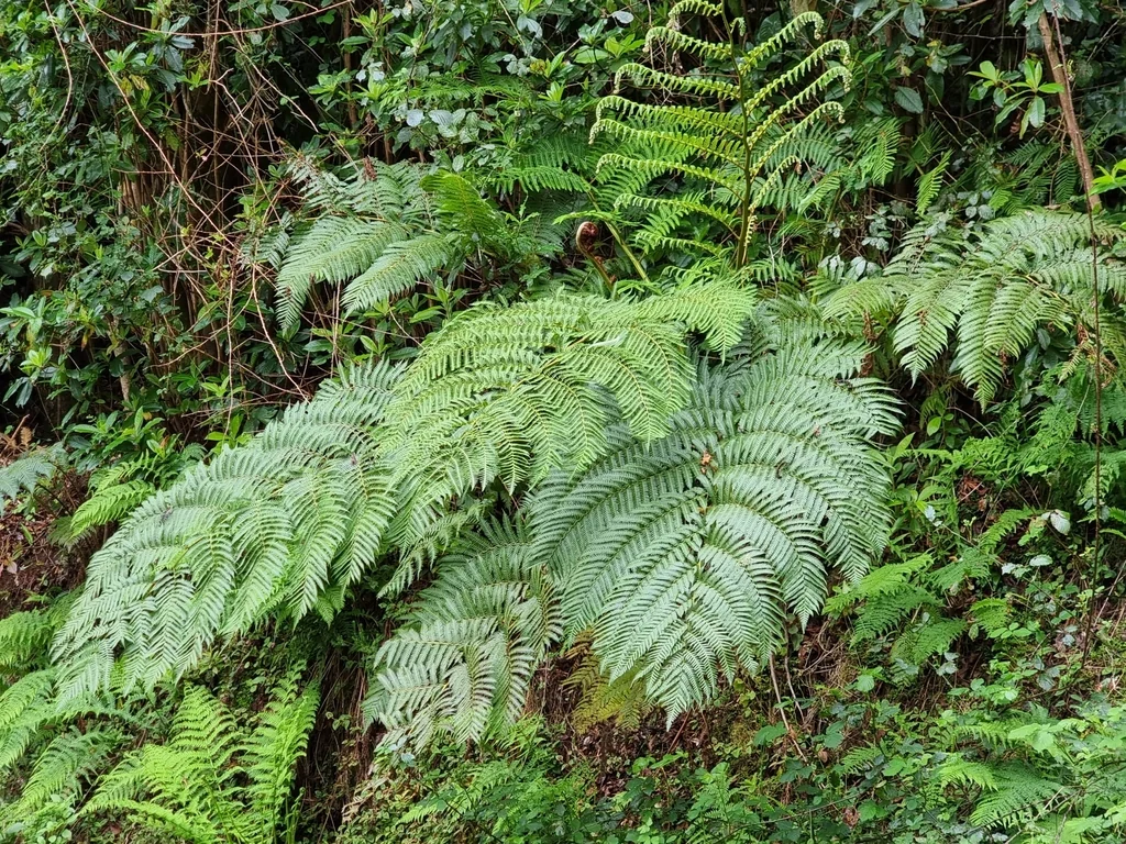 Cyathea cooperi