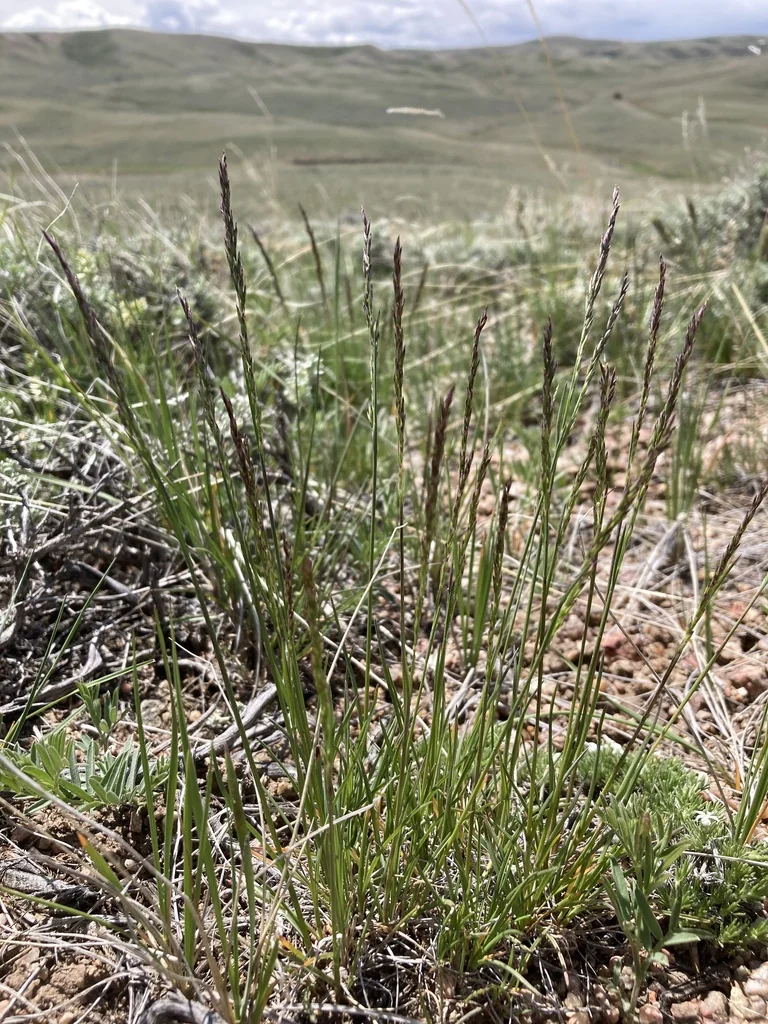 Poa Secunda