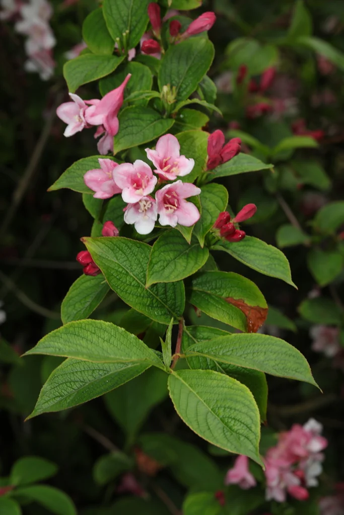 Weigela florida