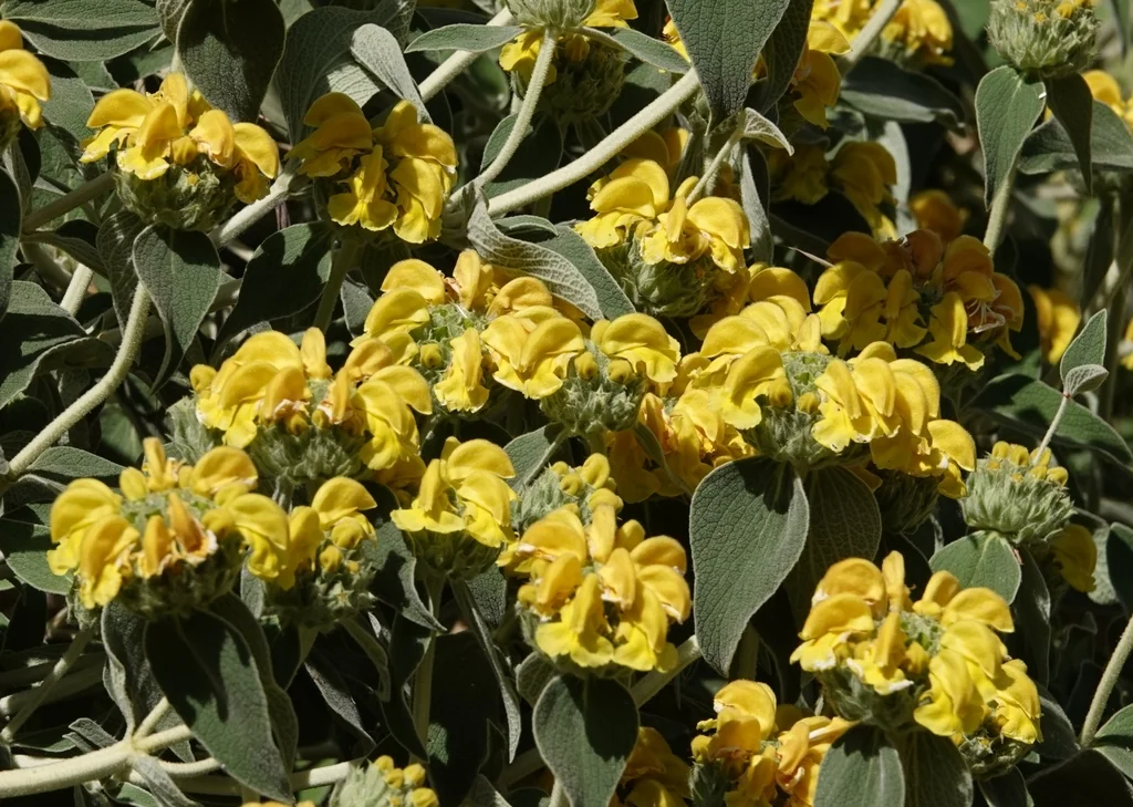 Phlomis Fruticosa