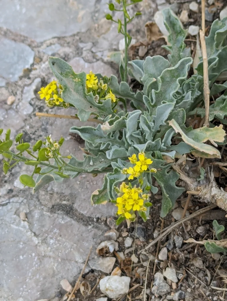 Aurinia Saxatilis
