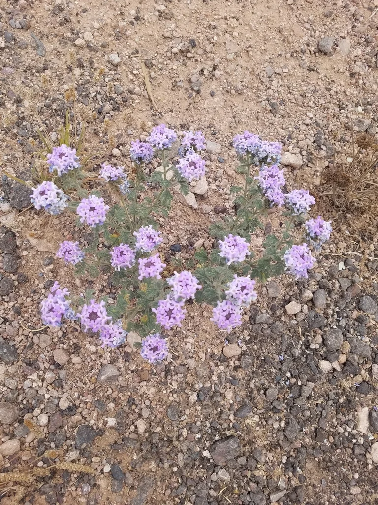 Verbena Gooddingii