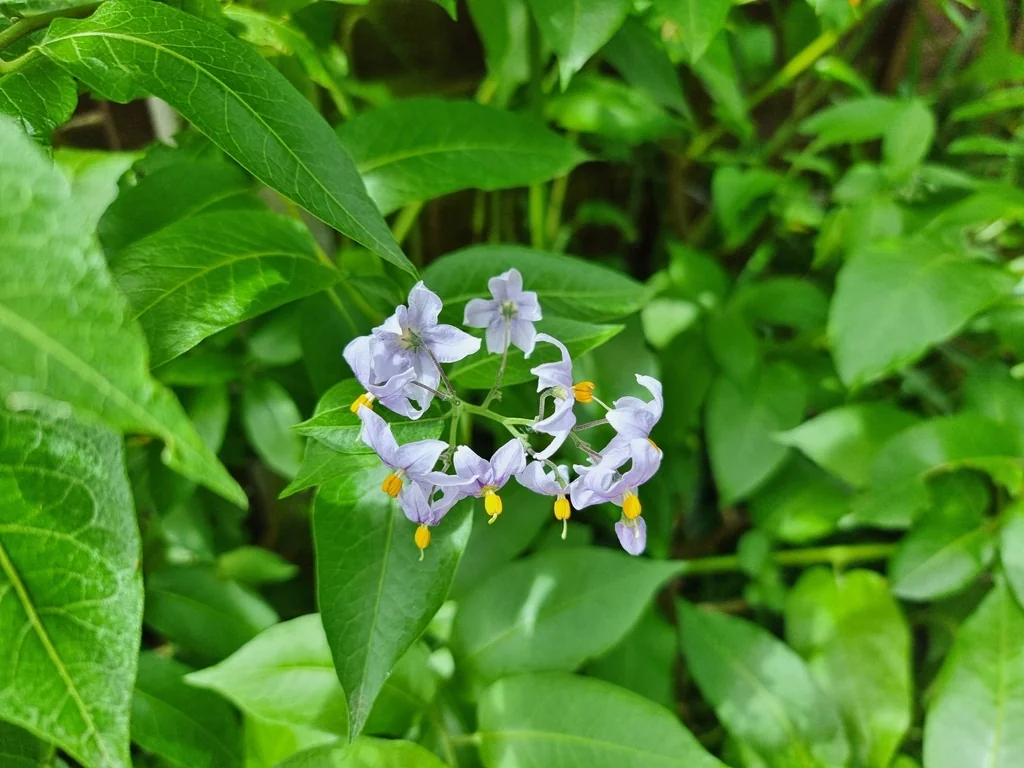Solanum Crispum