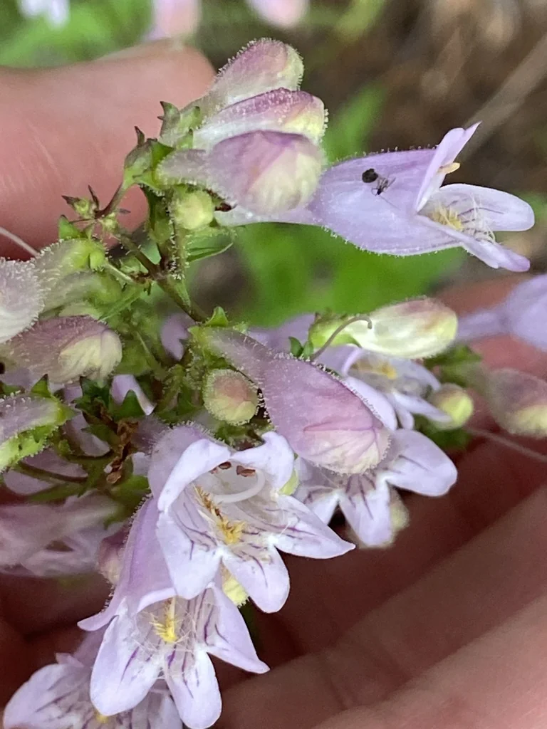 Penstemon Laevigatus