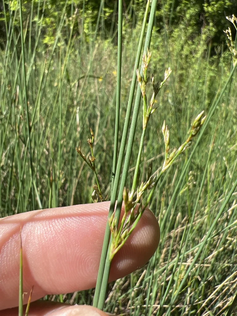 Juncus Patens