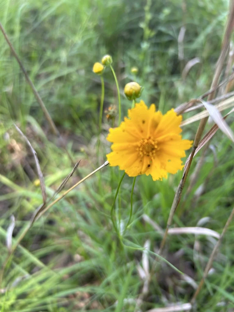 Coreopsis Grandiflora