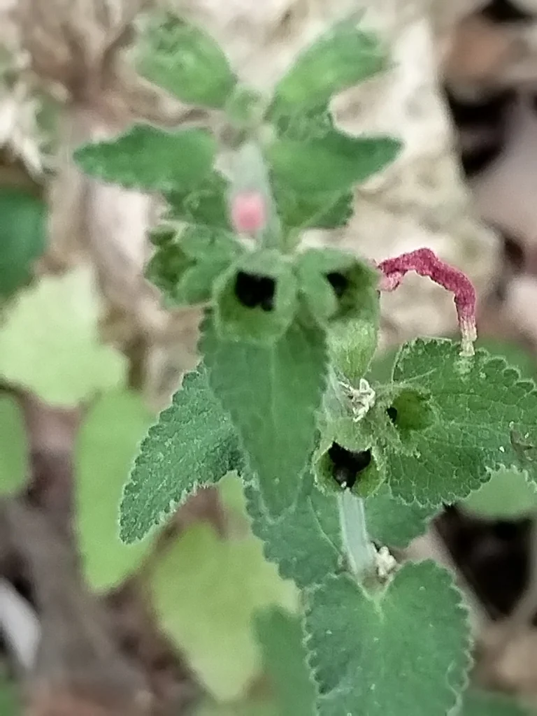 Stachys Coccinea