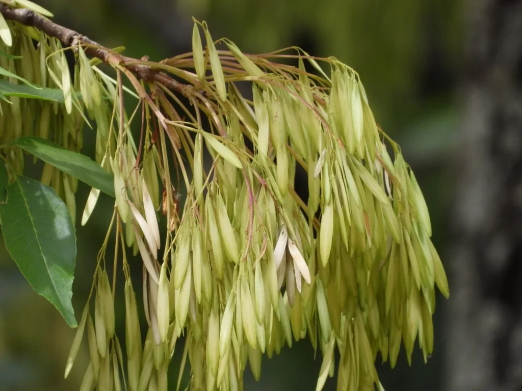 Fraxinus Uhdei