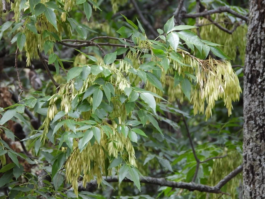 Fraxinus Uhdei