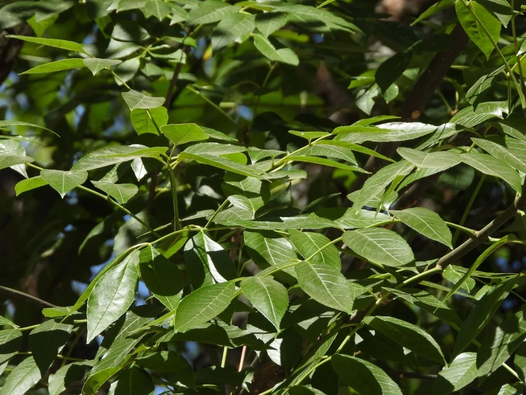 Fraxinus Uhdei