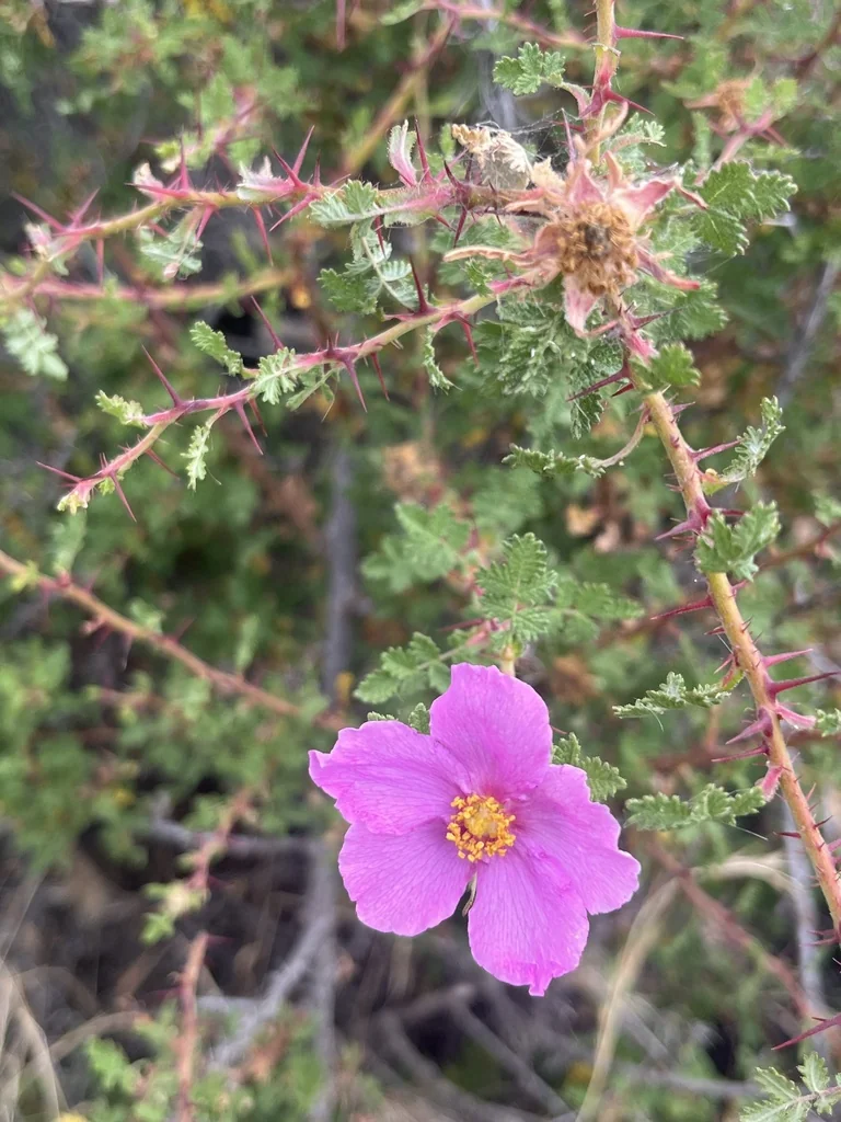 Rosa Minutifolia