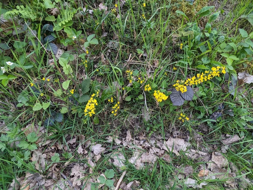 Genista Pilosa