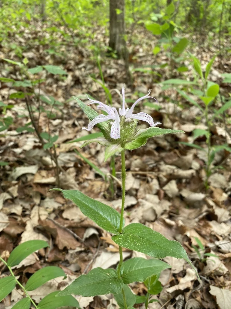 Monarda Bradburiana