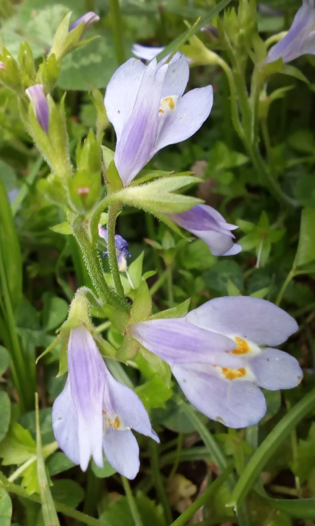 Mazus Reptans
