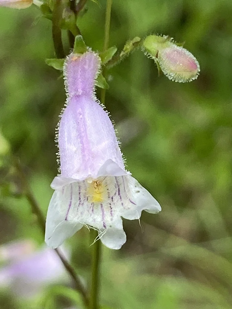 Penstemon Laevigatus