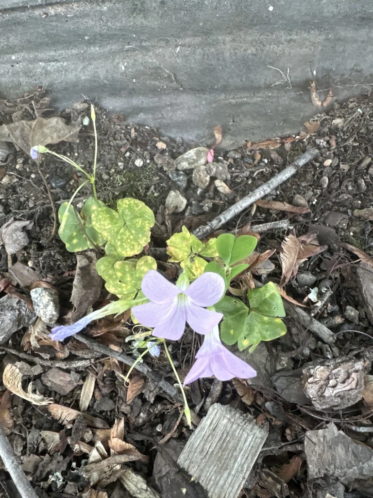 Oxalis Triangularis
