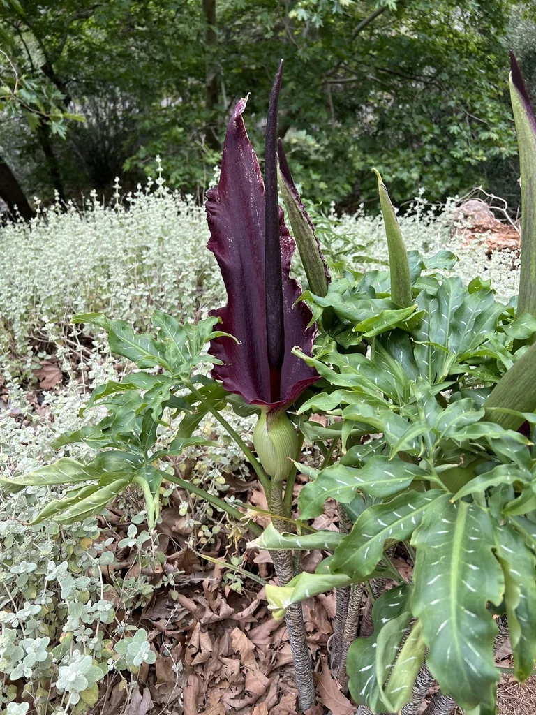 Dracunculus Vulgaris