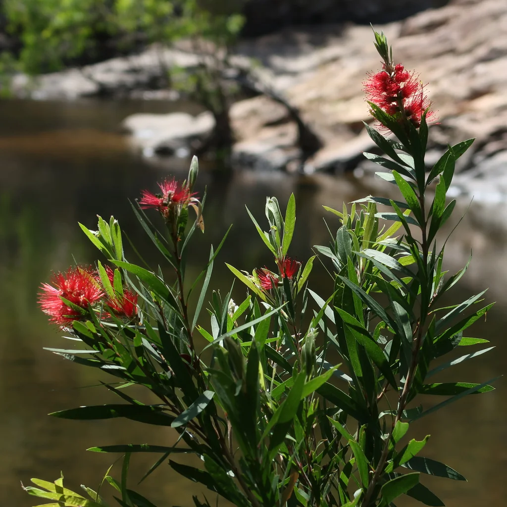 Callistemon Viminalis